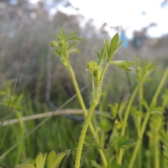 Ranunculus sessiliflorus var. sessiliflorus (Small-flowered Buttercup) at Conder, ACT - 18 Oct 2016 by michaelb