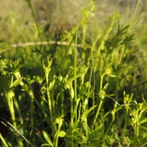 Ranunculus sessiliflorus var. sessiliflorus at Conder, ACT - 18 Oct 2016