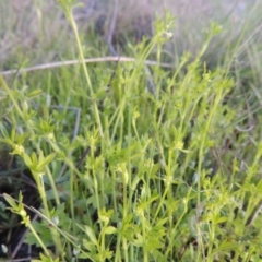 Ranunculus sessiliflorus var. sessiliflorus at Conder, ACT - 18 Oct 2016