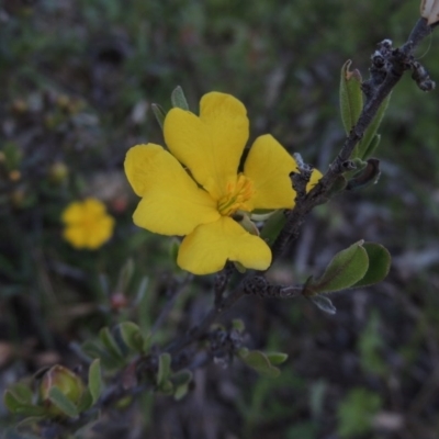 Hibbertia obtusifolia (Grey Guinea-flower) at Conder, ACT - 18 Oct 2016 by michaelb