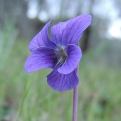 Viola betonicifolia (Mountain Violet) at Conder, ACT - 18 Oct 2016 by michaelb