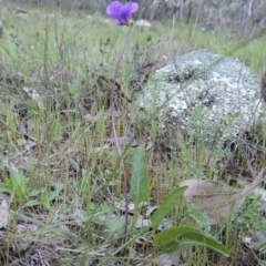 Viola betonicifolia at Conder, ACT - 18 Oct 2016 07:47 PM