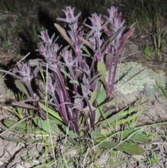 Ajuga australis (Austral Bugle) at Conder, ACT - 18 Oct 2016 by michaelb