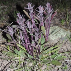 Ajuga australis at Conder, ACT - 18 Oct 2016 08:10 PM