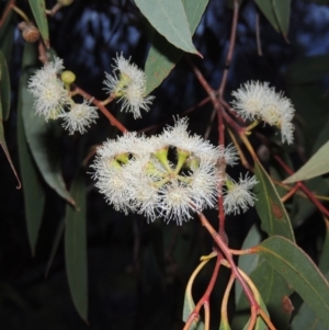 Eucalyptus dives at Conder, ACT - 18 Oct 2016 08:07 PM