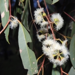 Eucalyptus dives at Conder, ACT - 18 Oct 2016 08:07 PM