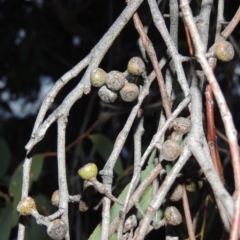 Eucalyptus dives at Conder, ACT - 18 Oct 2016