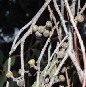 Eucalyptus dives at Conder, ACT - 18 Oct 2016