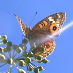 Junonia villida (Meadow Argus) at Kambah, ACT - 29 Mar 2017 by MatthewFrawley