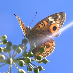 Junonia villida at Kambah, ACT - 29 Mar 2017