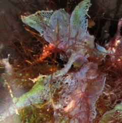 Martensia sp. (genus) (A red algae) at Ben Boyd National Park - 22 Jan 2017 by RoyandJenny