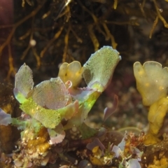 Martensia sp. (genus) (A red algae) at - 16 Apr 2015 by RoyandJenny