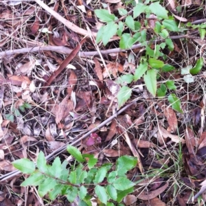 Berberis aquifolium at Garran, ACT - 25 Mar 2017 05:12 PM