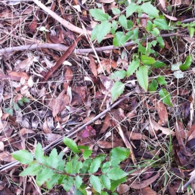 Berberis aquifolium (Oregon Grape) at Red Hill to Yarralumla Creek - 25 Mar 2017 by ruthkerruish