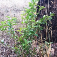 Ligustrum lucidum (Large-leaved Privet) at Red Hill to Yarralumla Creek - 25 Mar 2017 by ruthkerruish