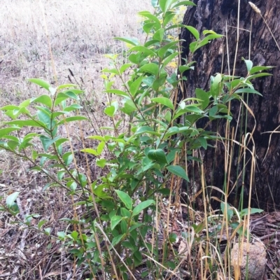 Ligustrum lucidum (Large-leaved Privet) at Red Hill to Yarralumla Creek - 25 Mar 2017 by ruthkerruish