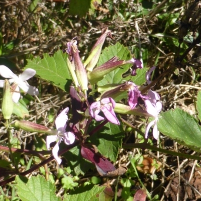 Saponaria officinalis (Soapwort, Bouncing Bet) at Stromlo, ACT - 26 Mar 2017 by Mike