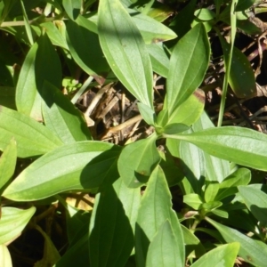 Saponaria officinalis at Stromlo, ACT - 26 Mar 2017