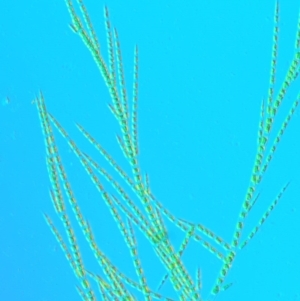 Stigeoclonium sp. at Molonglo River Reserve - 11 Mar 2017