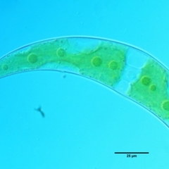 Closterium sp. at Molonglo River Reserve - 11 Mar 2017