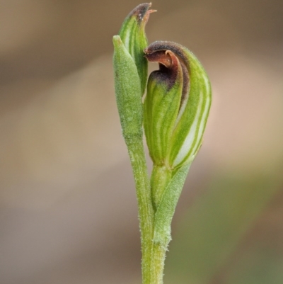 Speculantha rubescens (Blushing Tiny Greenhood) at ANBG - 26 Mar 2017 by KenT