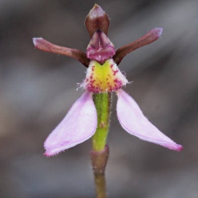 Eriochilus cucullatus (Parson's Bands) at Canberra Central, ACT - 26 Mar 2017 by KenT