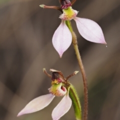 Eriochilus cucullatus at Canberra Central, ACT - 27 Mar 2017