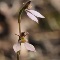 Eriochilus cucullatus at Canberra Central, ACT - 27 Mar 2017