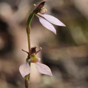 Eriochilus cucullatus at Canberra Central, ACT - 27 Mar 2017