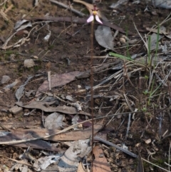 Eriochilus cucullatus at Canberra Central, ACT - 27 Mar 2017