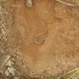 Ctenotus taeniolatus at Belconnen, ACT - 30 Mar 2017 11:02 AM