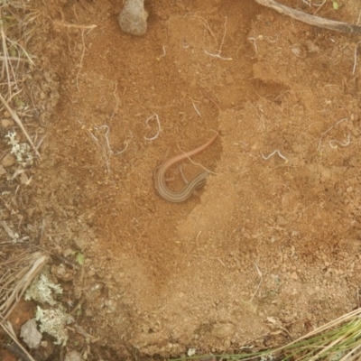 Ctenotus taeniolatus (Copper-tailed Skink) at Belconnen, ACT - 30 Mar 2017 by MichaelMulvaney