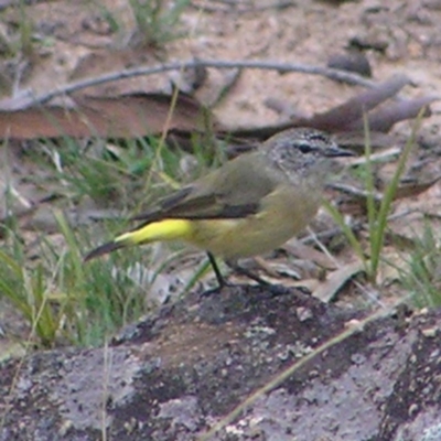 Acanthiza chrysorrhoa (Yellow-rumped Thornbill) at Mount Taylor - 30 Mar 2017 by MatthewFrawley