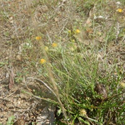 Calotis lappulacea (Yellow Burr Daisy) at Lower Molonglo Water Quality Control Centre - 30 Mar 2017 by MichaelMulvaney