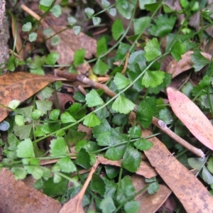 Asplenium flabellifolium at Kambah, ACT - 30 Mar 2017 01:34 PM