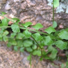 Asplenium flabellifolium at Kambah, ACT - 30 Mar 2017 01:34 PM