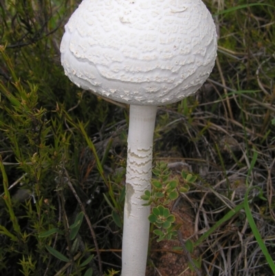 Macrolepiota dolichaula (Macrolepiota dolichaula) at Mount Taylor - 30 Mar 2017 by MatthewFrawley