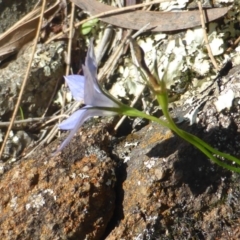 Wahlenbergia stricta subsp. stricta (Tall Bluebell) at Bullen Range - 26 Mar 2017 by Mike