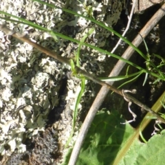 Wahlenbergia stricta subsp. stricta at Stromlo, ACT - 26 Mar 2017 02:36 PM