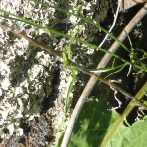 Wahlenbergia stricta subsp. stricta at Stromlo, ACT - 26 Mar 2017 02:36 PM