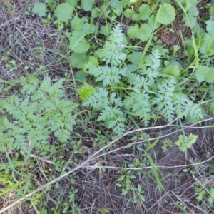 Conium maculatum at Stromlo, ACT - 26 Mar 2017