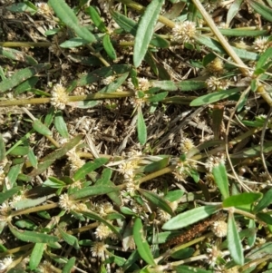 Alternanthera denticulata at Stromlo, ACT - 26 Mar 2017