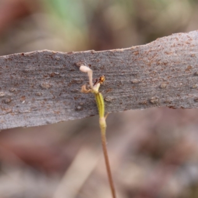 Eriochilus cucullatus (Parson's Bands) at Canberra Central, ACT - 30 Mar 2017 by petersan