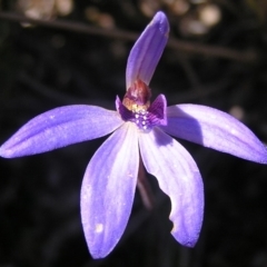 Cyanicula caerulea (Blue Fingers, Blue Fairies) at Kambah, ACT - 13 Sep 2010 by MatthewFrawley