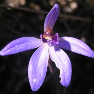 Cyanicula caerulea at Kambah, ACT - 13 Sep 2010