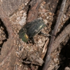 Lamprima aurata (Golden stag beetle) at Paddys River, ACT - 27 Mar 2017 by SWishart