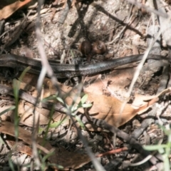 Lampropholis guichenoti (Common Garden Skink) at Tidbinbilla Nature Reserve - 27 Mar 2017 by SWishart