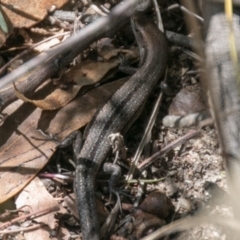 Lampropholis guichenoti at Paddys River, ACT - 27 Mar 2017 12:40 PM