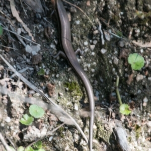 Acritoscincus platynotus at Paddys River, ACT - 27 Mar 2017 11:09 AM