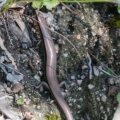 Acritoscincus platynotus at Paddys River, ACT - 27 Mar 2017 11:09 AM